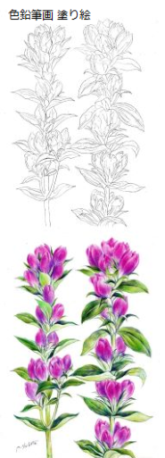 KBSカルチャー [美術] 楽しいパステル画・色鉛筆画・水彩色鉛筆画